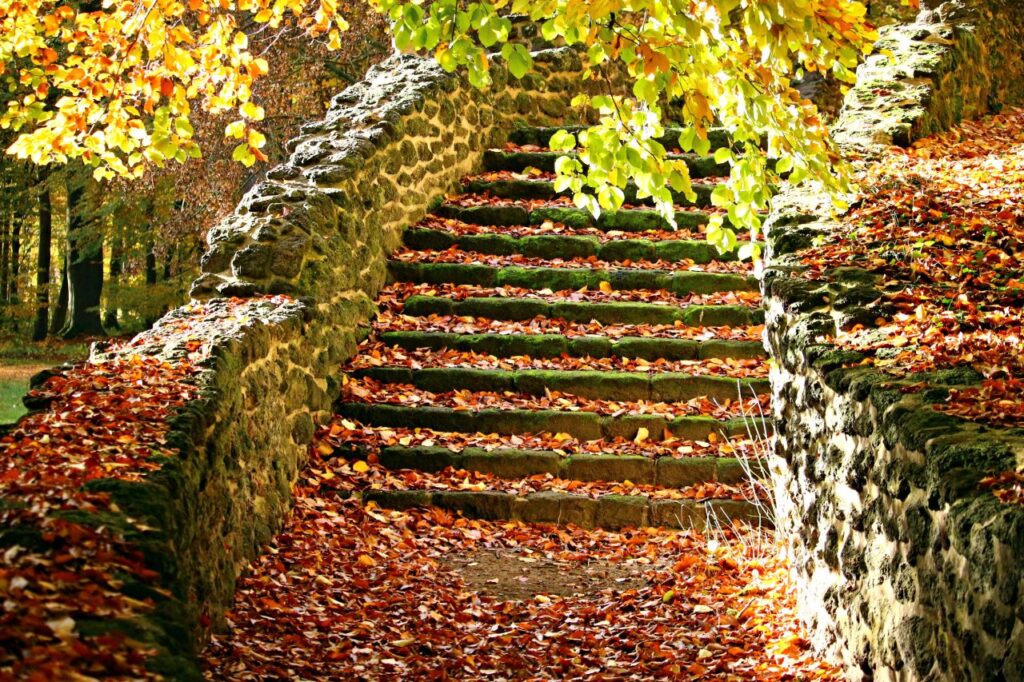 scala nel bosco