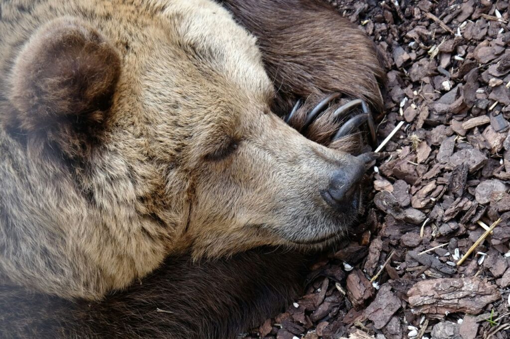 un orso che sonnecchia