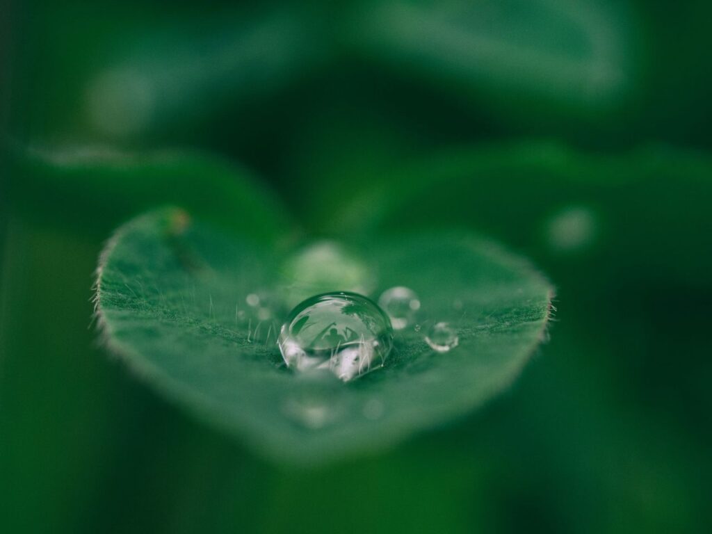 una goccia d'acqua su una foglia