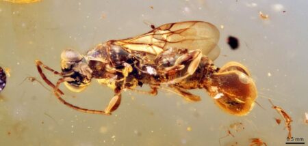 vespa parassita