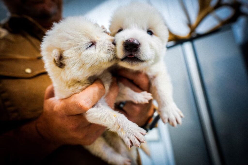Cuccioli di lupo