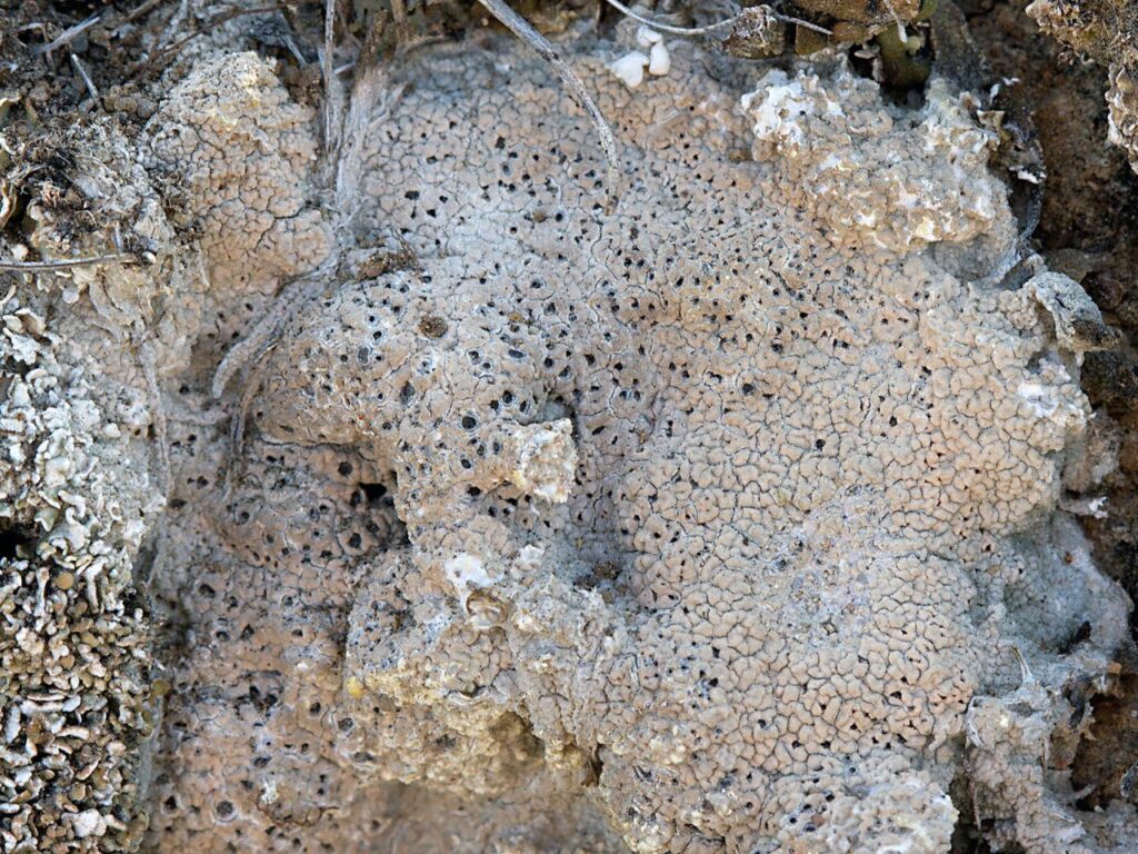 Diploschistes muscorum
