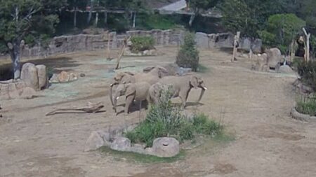 Elefanti a San Diego