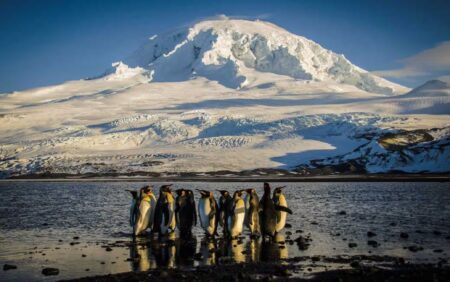 I pinguini delle isole Heard e McDonald
