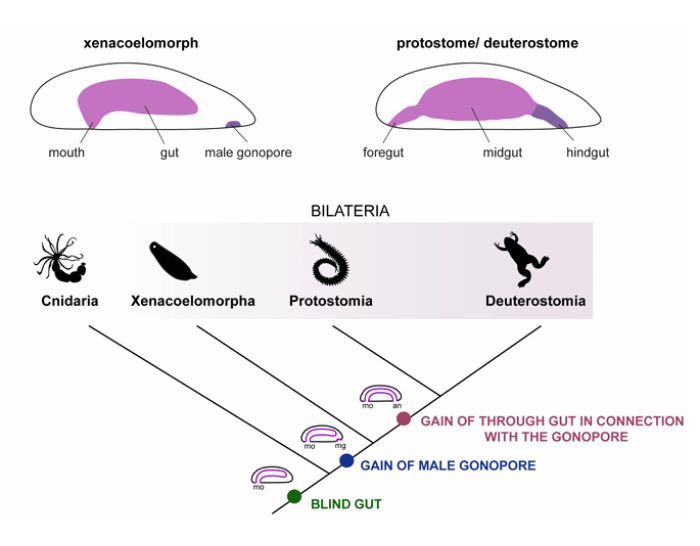 Immagine della ricerca norvegese sugli xenacoelomorfi