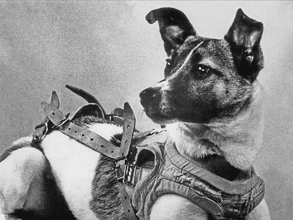 La dolce Laika