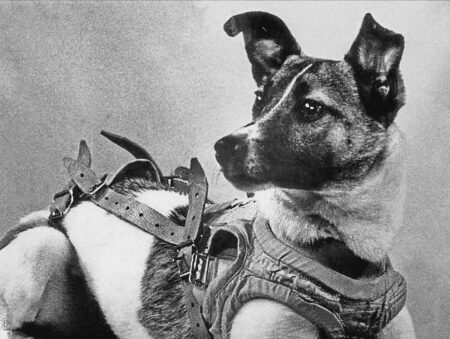 La dolce Laika