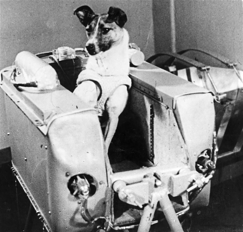 Laika durante l'addestramento