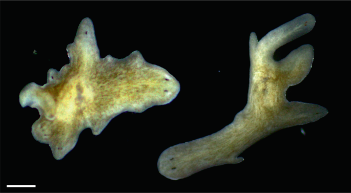 Una Schmidtea mediterranea