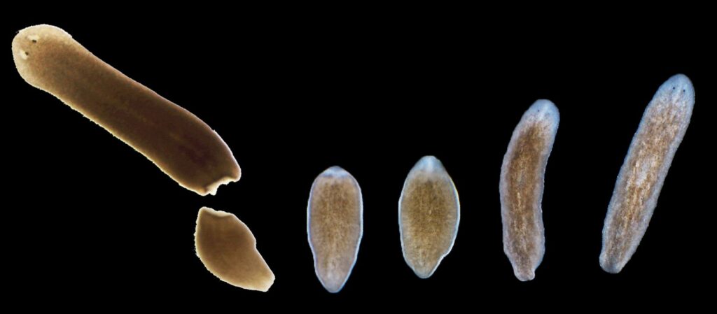 Una Schmidtea mediterranea