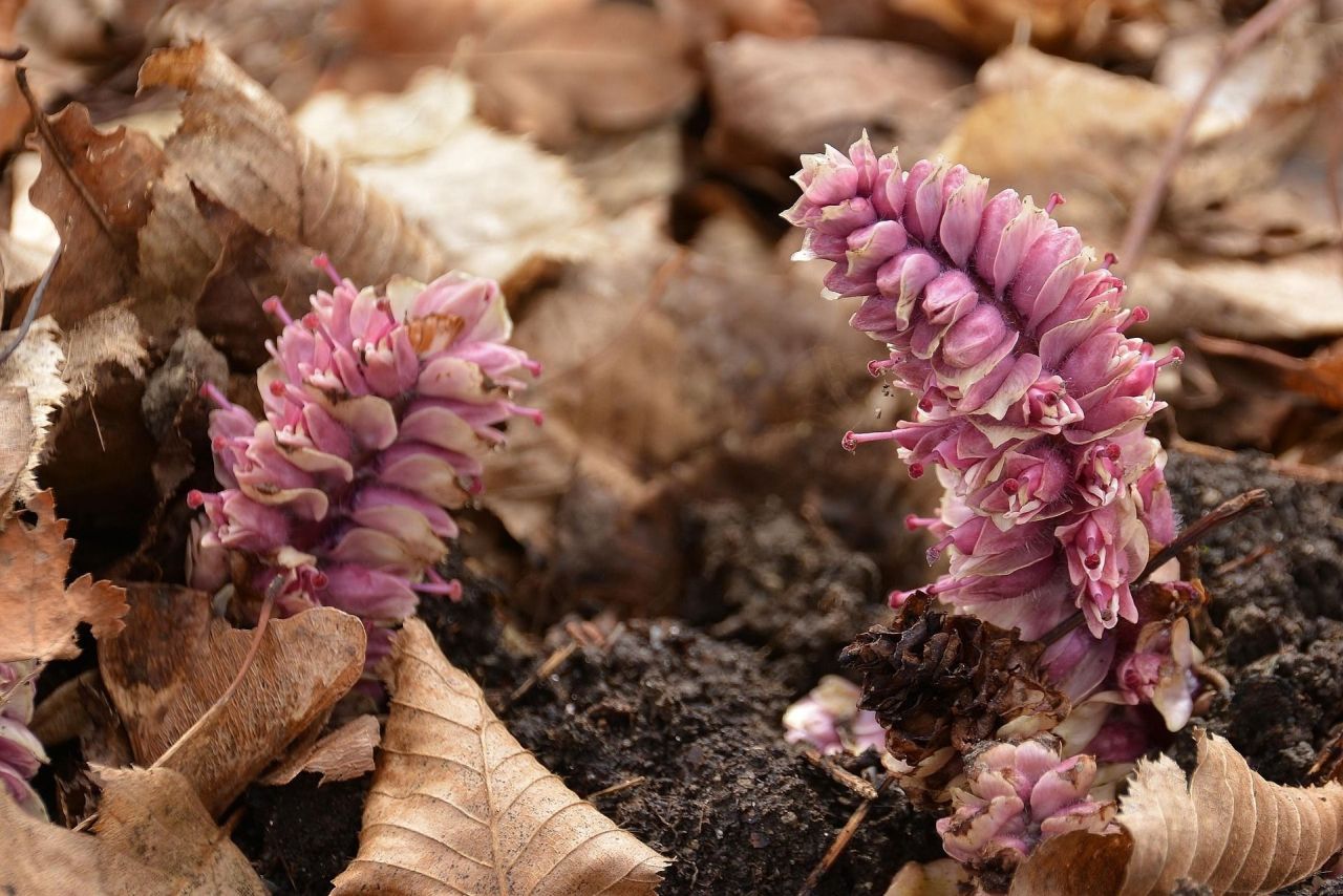 Una pianta di plantago ovata