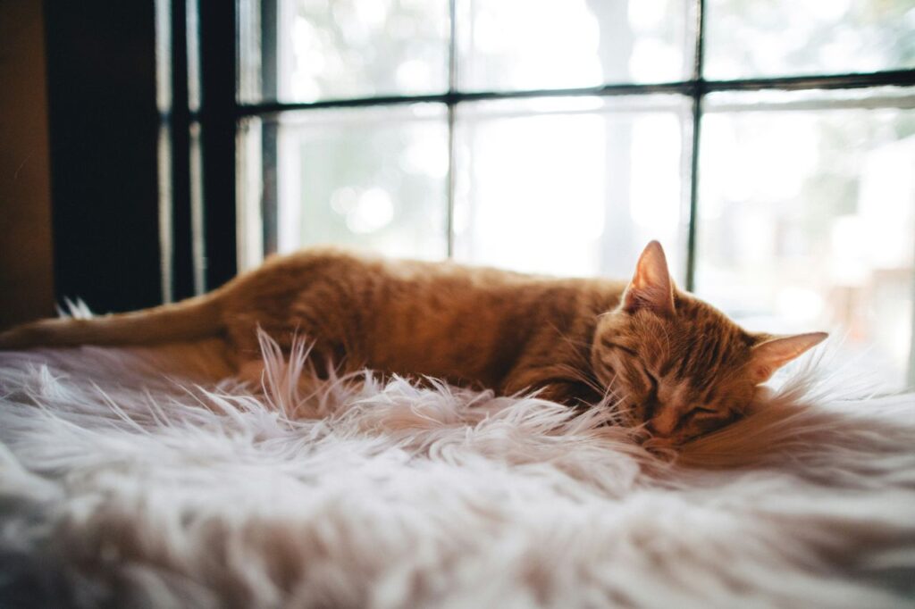 gatto arancio addormentato