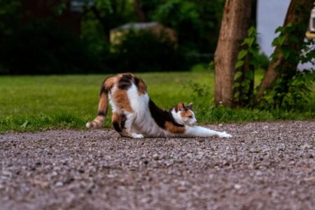 gatto che fa stretching