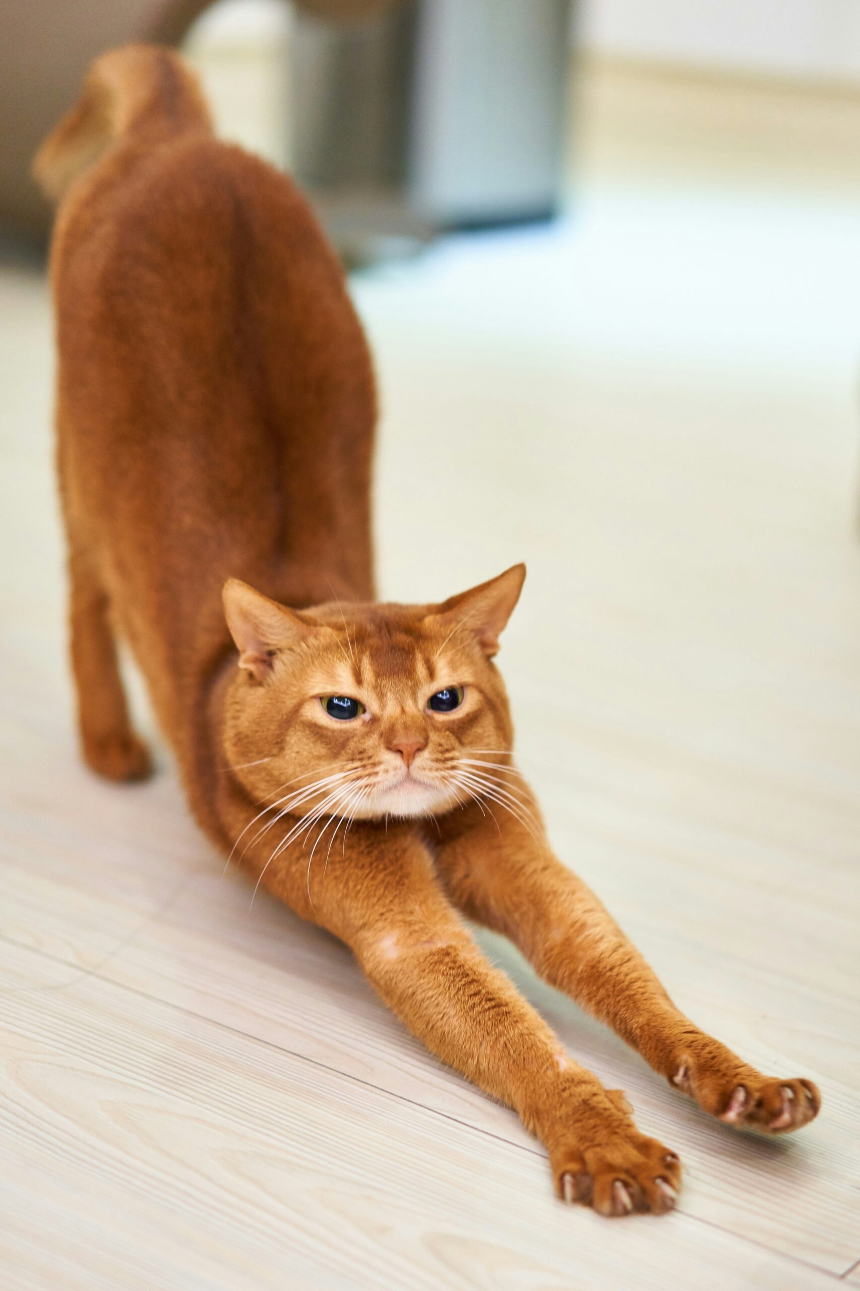 gatto che fa un greeting stretch