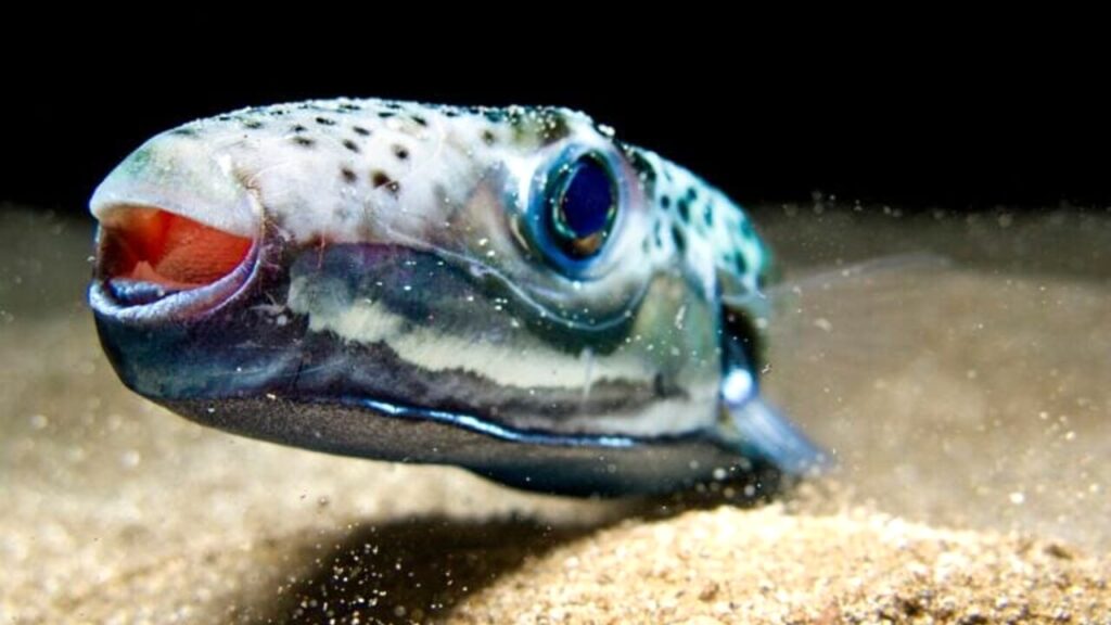 pesce palla argenteo