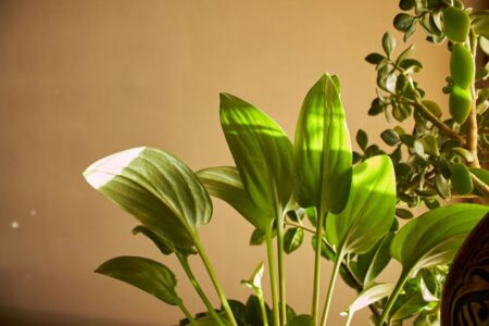 piante da appartamento