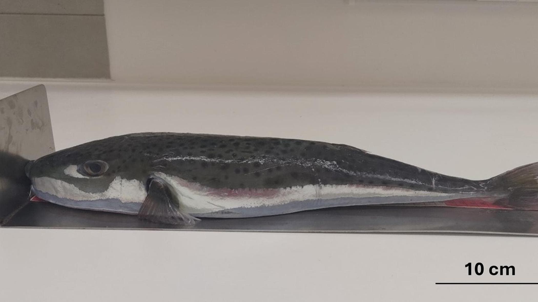 un esemplare di pesce palla argenteo