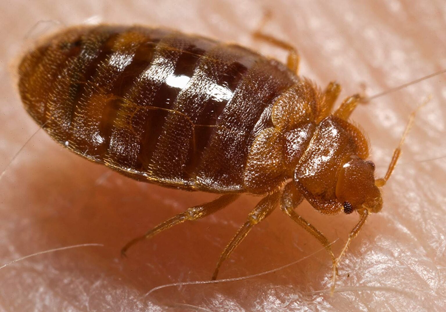 Cimice da letto dettaglio