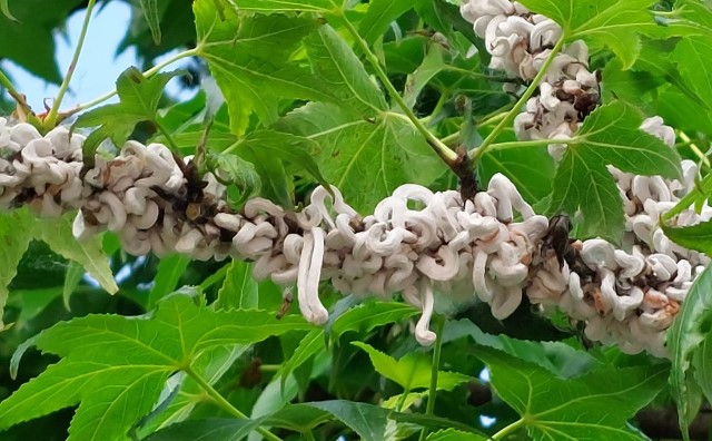 Takahashia japonica su rami
