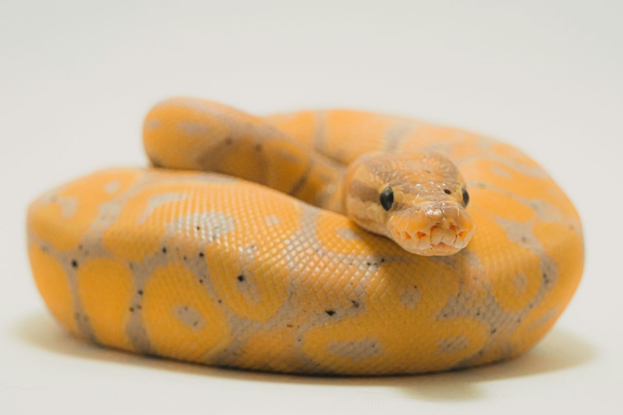 Un serpente giallo
