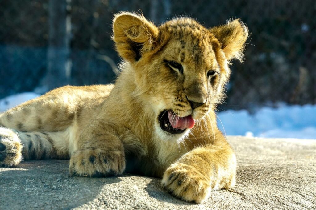 cucciolo di leone