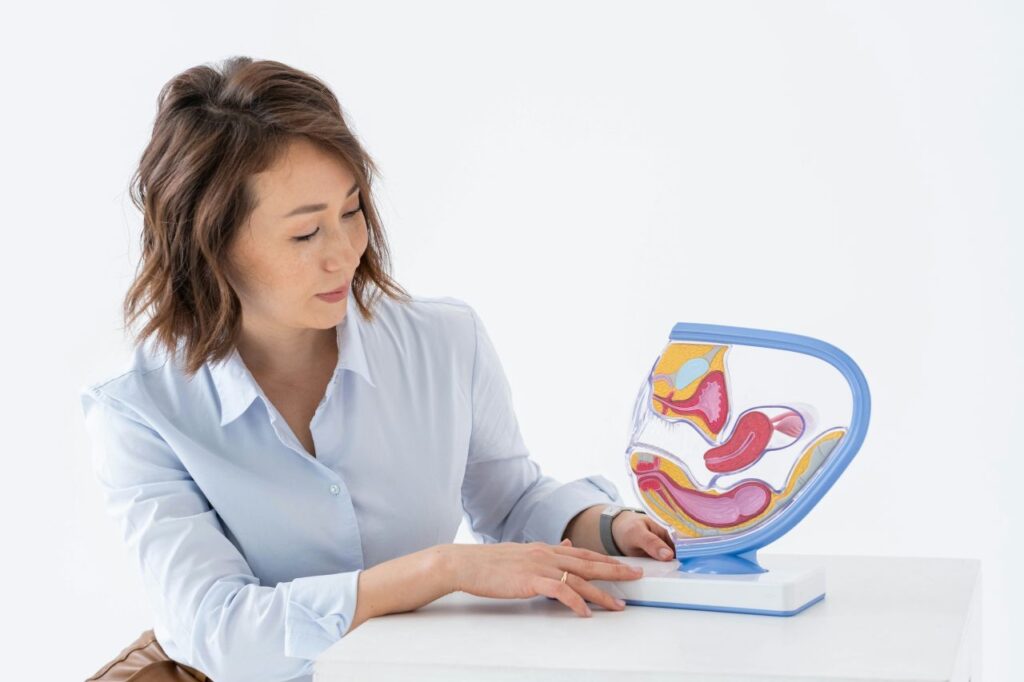 dottoressa davanti a modello anatomico femminile