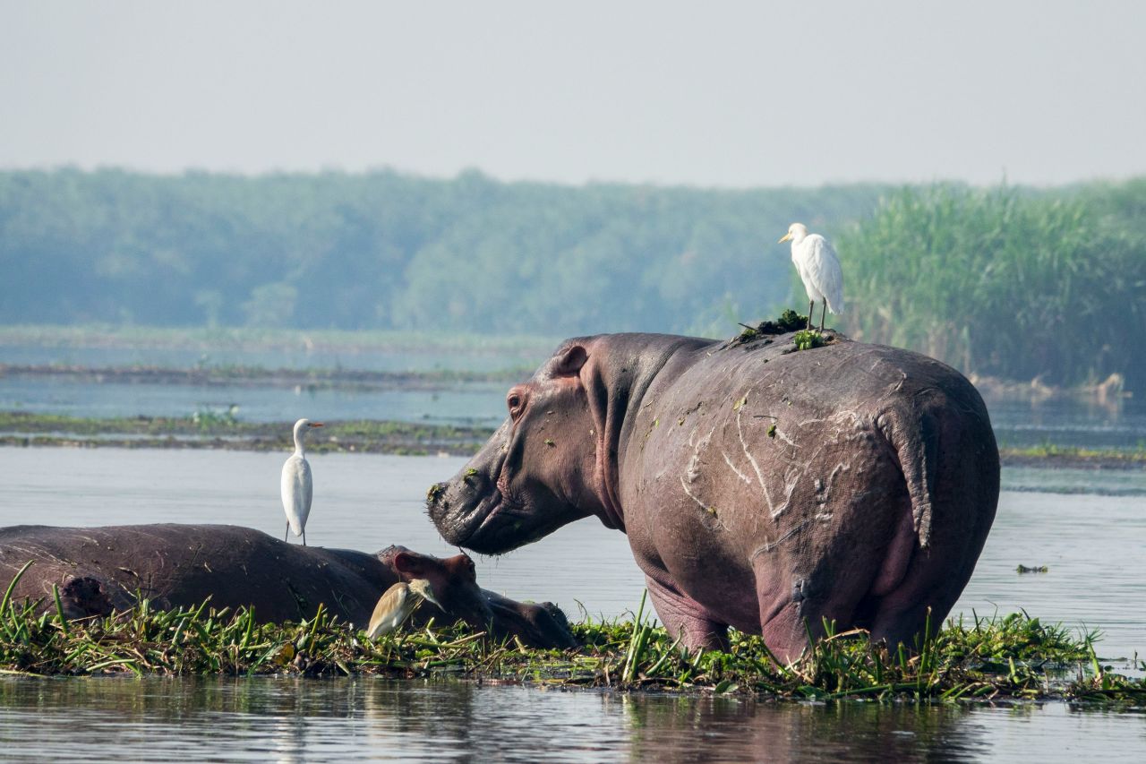 ippopotamo africano