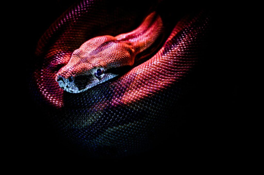 la testa di un serpente