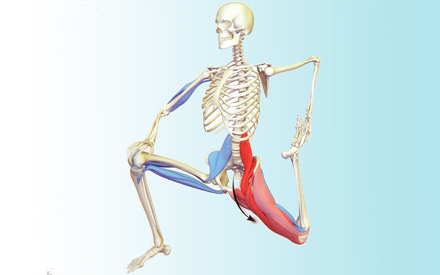 psoas