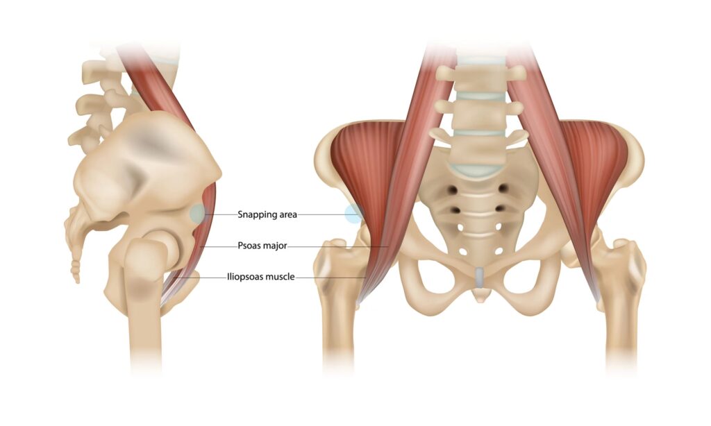 tavola anatomica psoas