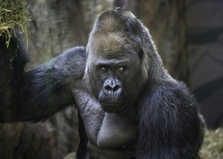 un bellissimo gorilla perplesso
