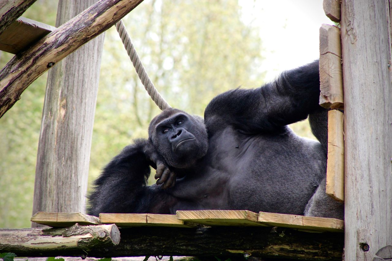 un gorilla che si rilassa