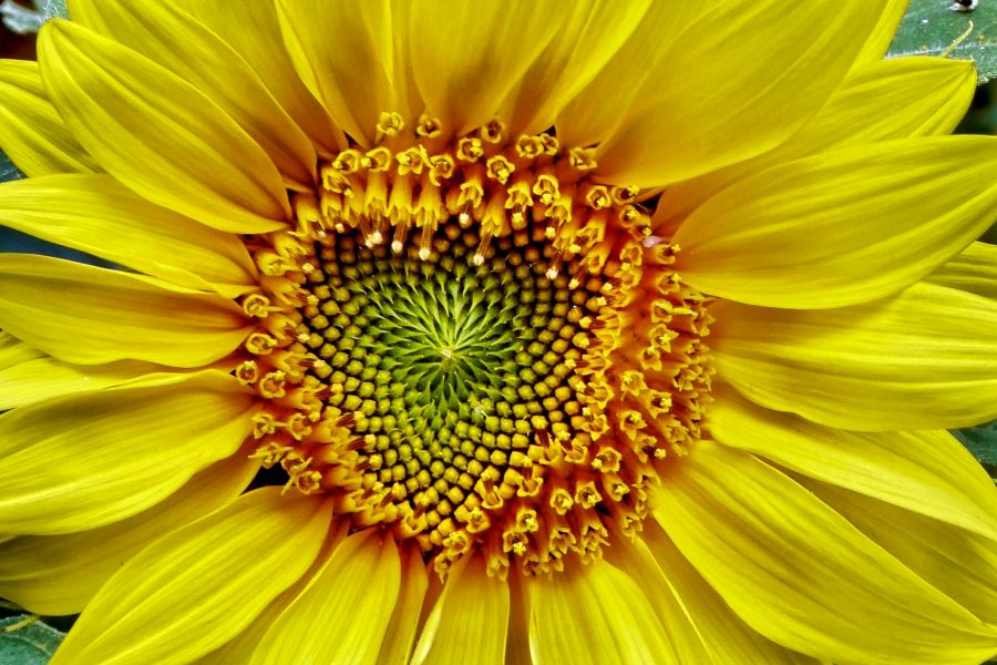 cos è la sequenza di fibonacci la matematica sa anche essere armonica da Cultweb.it cos è la sequenza di fibonacci la matematica sa anche essere armonica