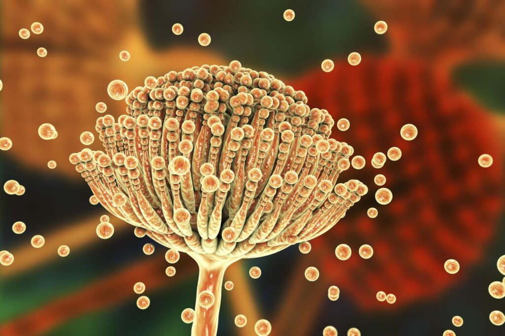 Aspergillus
