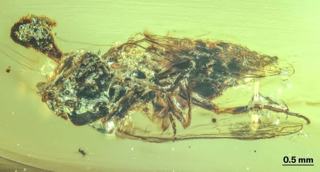 Fossile ambra cinese