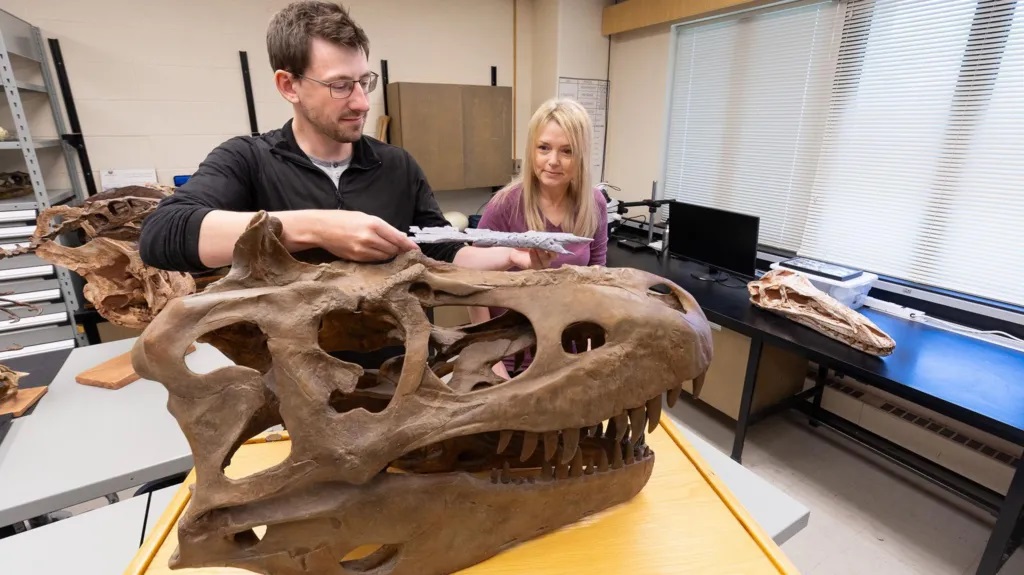 Jared Voris e Darla Zelenitsky esaminano un fossile di tirannosauro