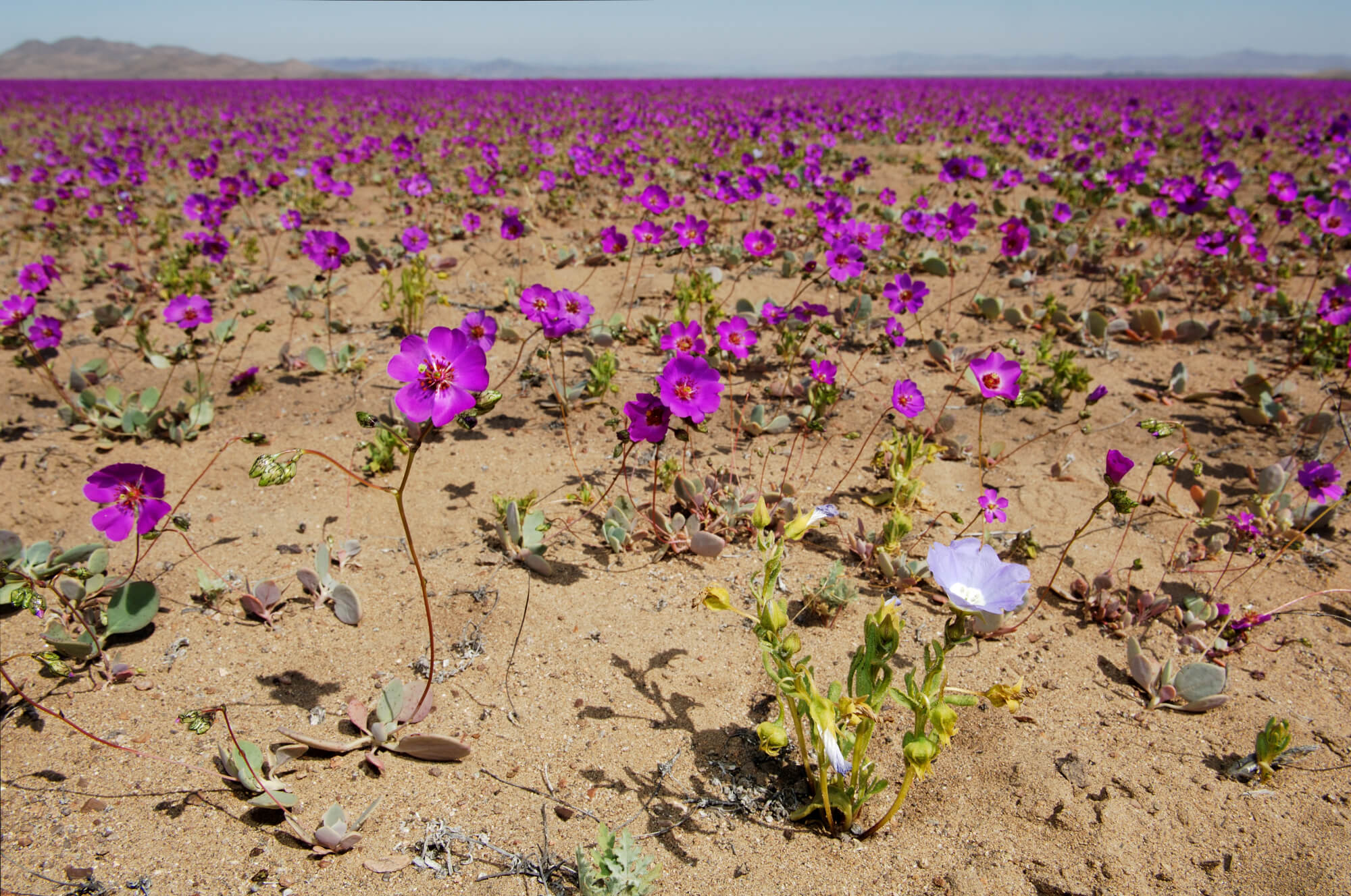 Le rose di Atacama