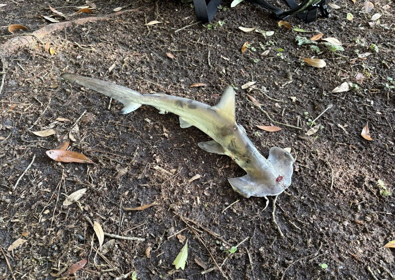 Lo squalo martello di Myrtle Beach