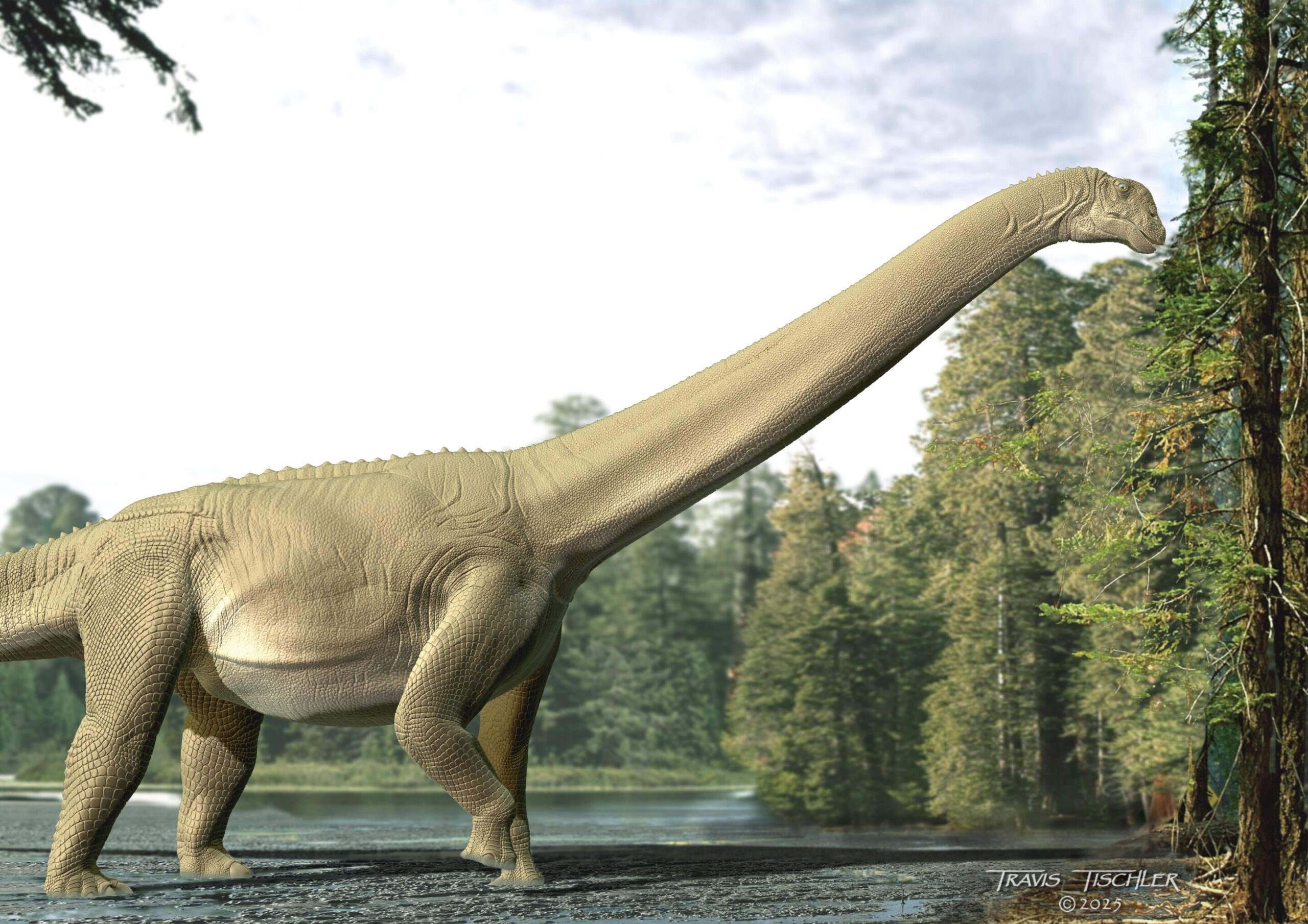sauropodi cosa mangiavano davvero il primo ritrovamento dello stomaco fossilizzato fa luce sulla dieta