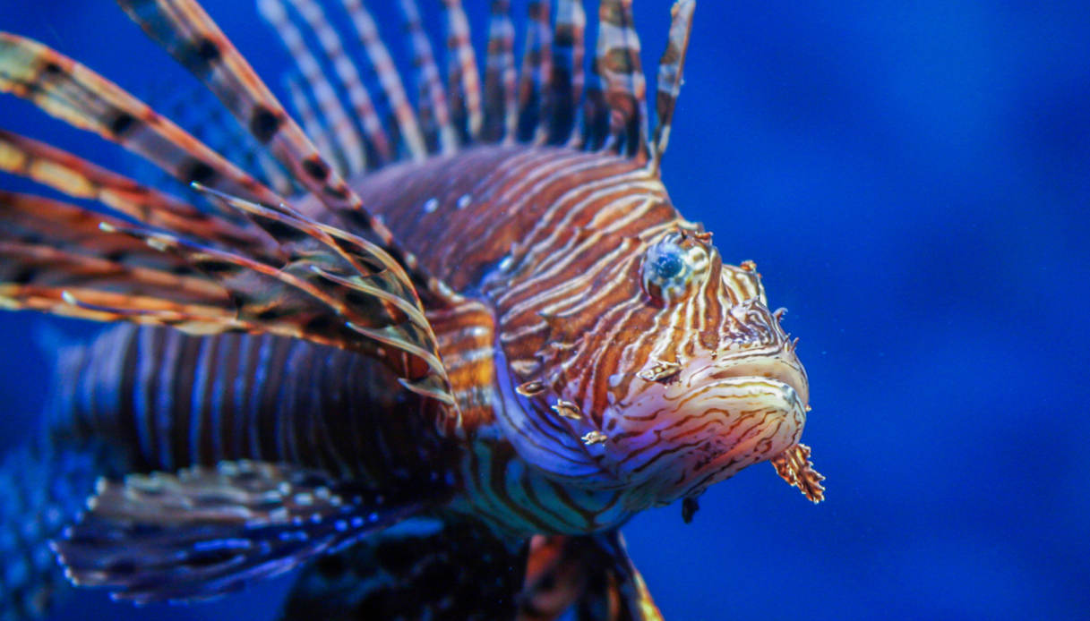 Un esemplare di pesce scorpione