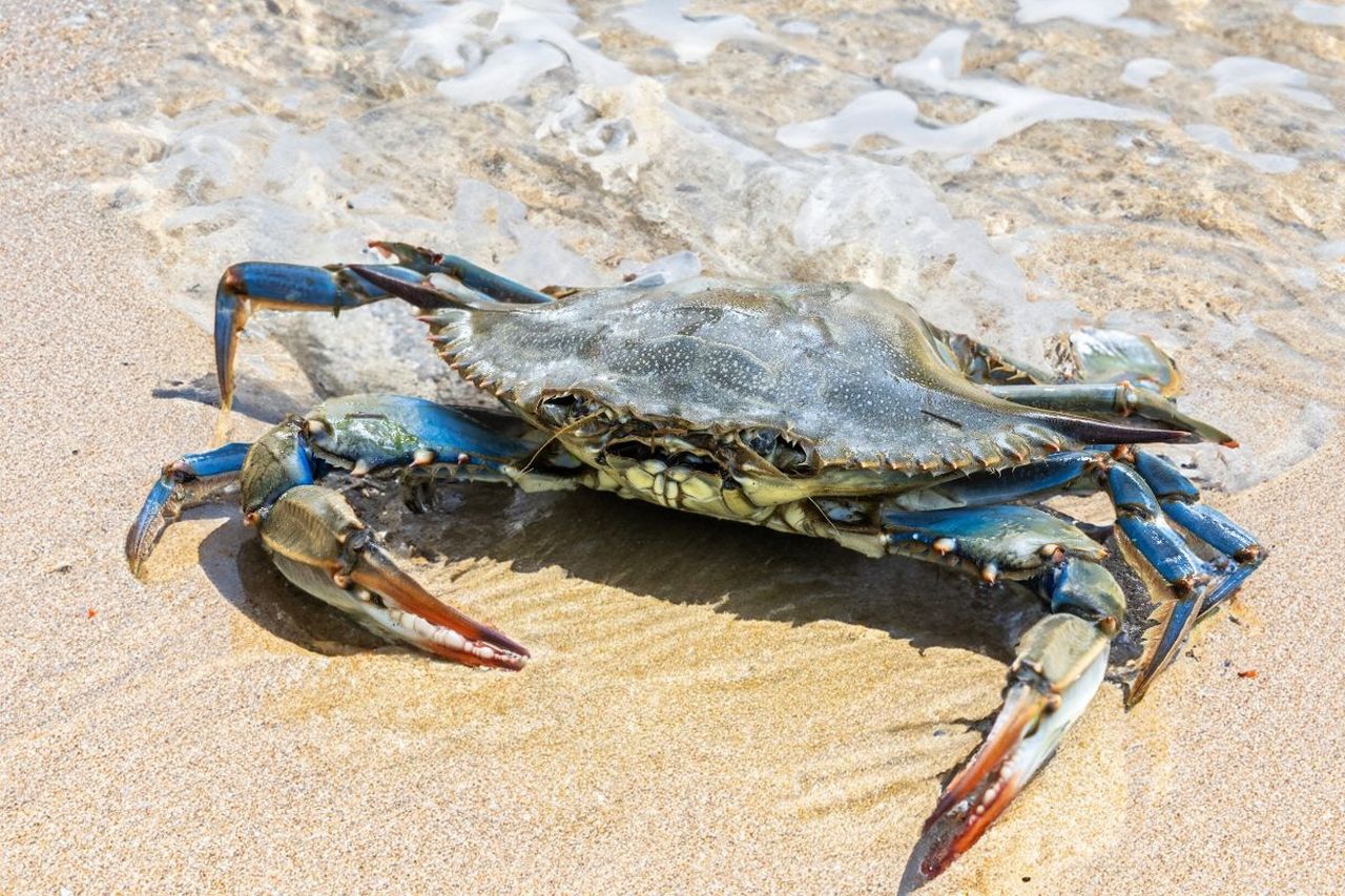 Il granchio blu sta distruggendo le nostre coste, ma un’incredibile invenzione italiana che potrebbe salvare tutto Il granchio blu sta distruggendo le nostre coste, ma un’incredibile invenzione italiana che potrebbe salvare tutto
