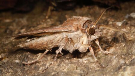 Una falena di Bogong
