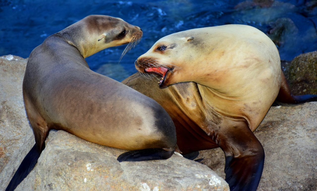 Femmina di leone marino rifiuta l’accoppiamento e lo zoo chiude a causa della furibonda reazione del maschio Femmina di leone marino rifiuta l’accoppiamento e lo zoo chiude a causa della furibonda reazione del maschio