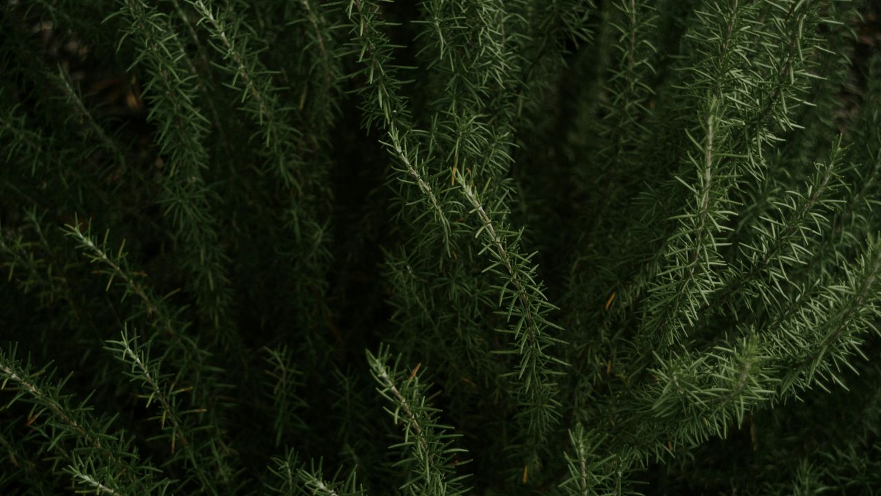 Due erbe aromatiche (buonissime) possono aiutare in caso di Alzheimer, ecco come Due erbe aromatiche (buonissime) possono aiutare in caso di Alzheimer, ecco come