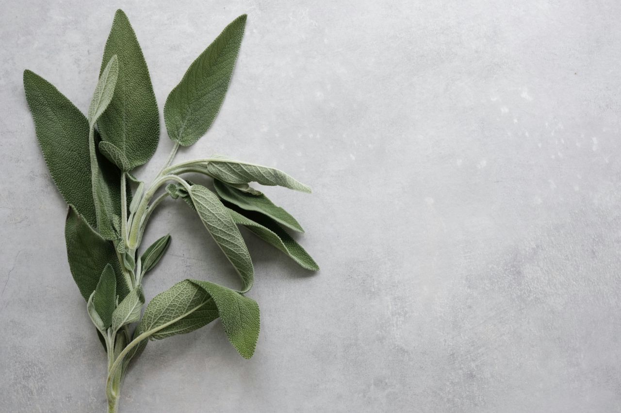 un ramo di salvia