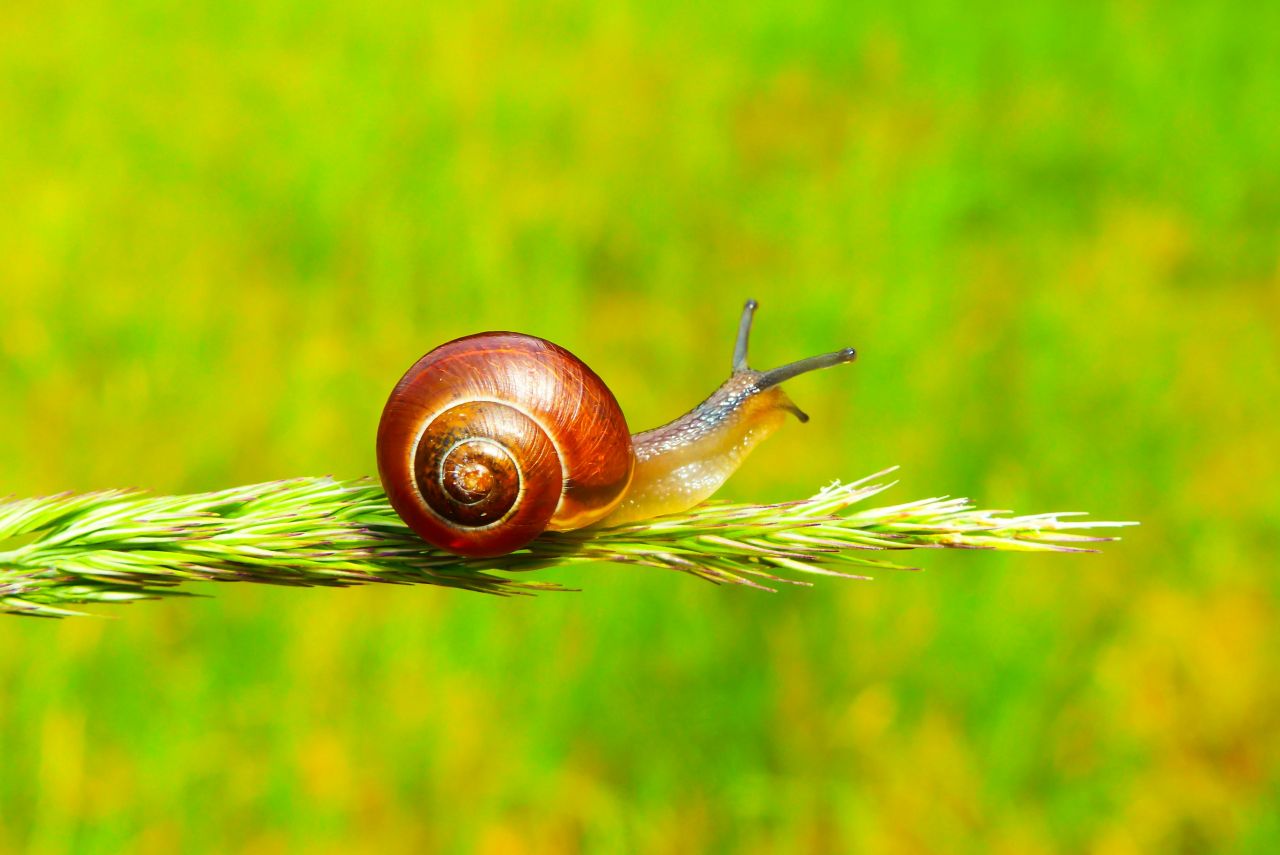 una lumaca su un rametto