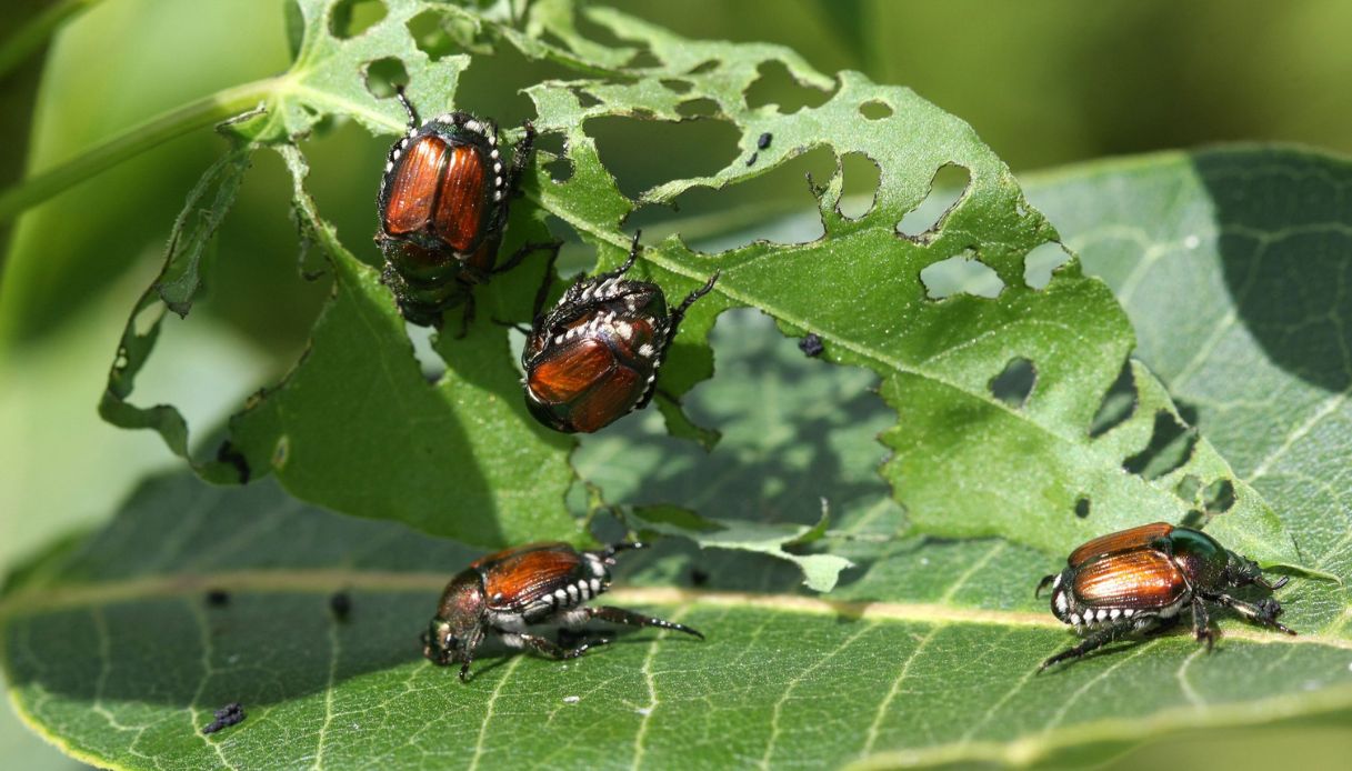 Popilia Japonica