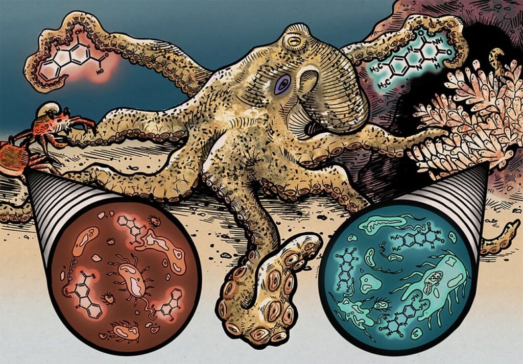 Rappresentazione grafica ricerca sui polpi