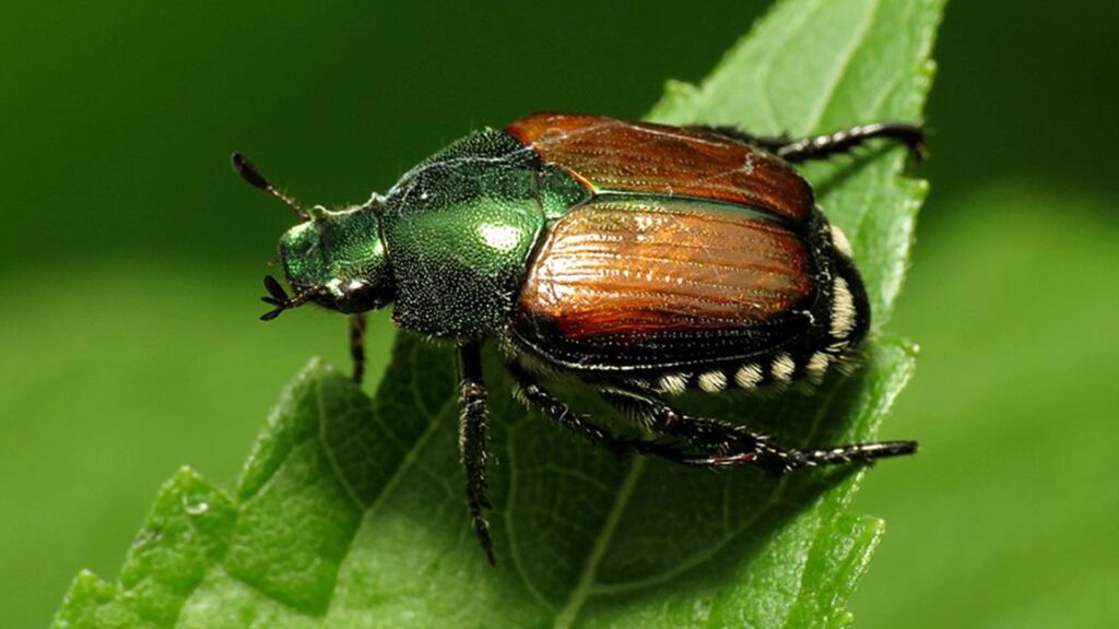 Scarabeo giapponese