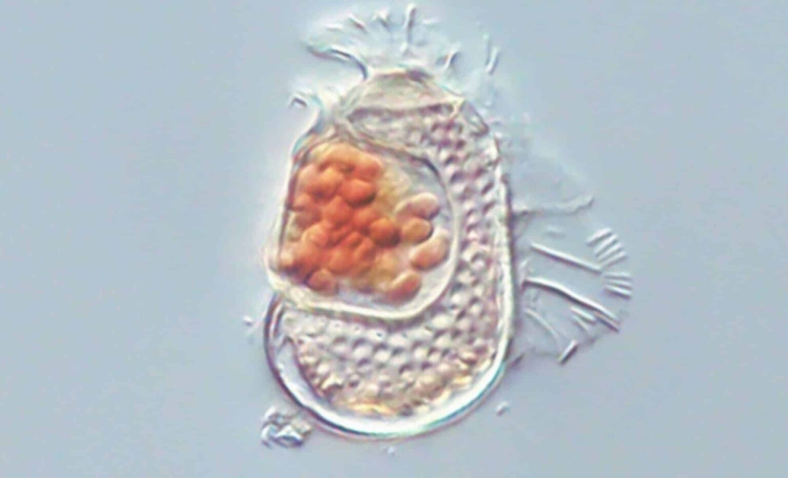 Sukunaarchaeum mirabile